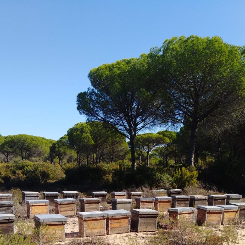 Miel de Eucalipto 500gr